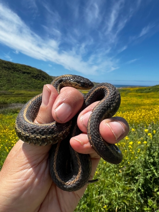 Coast Garter Snake